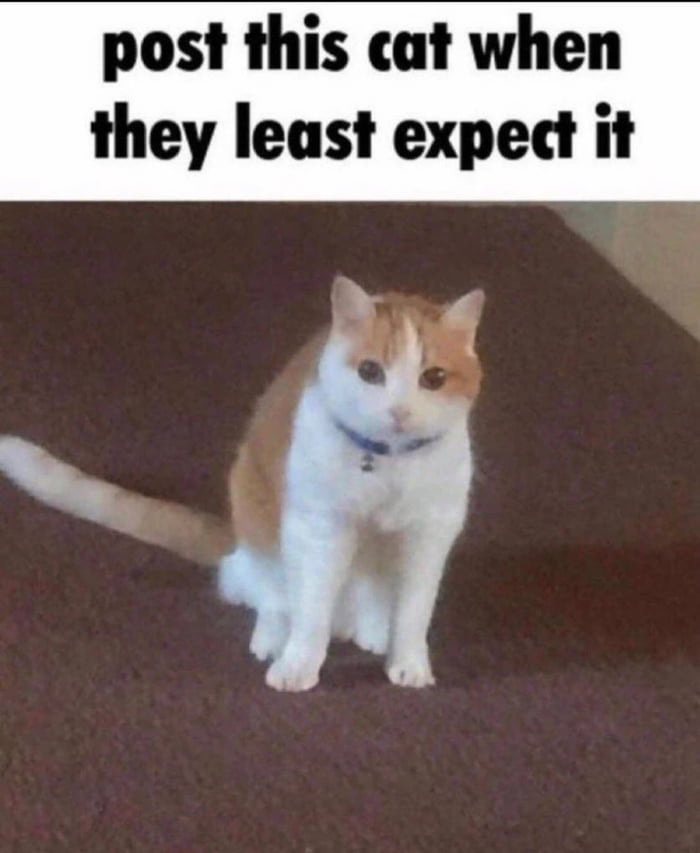 Post this cat when they least expect it Image