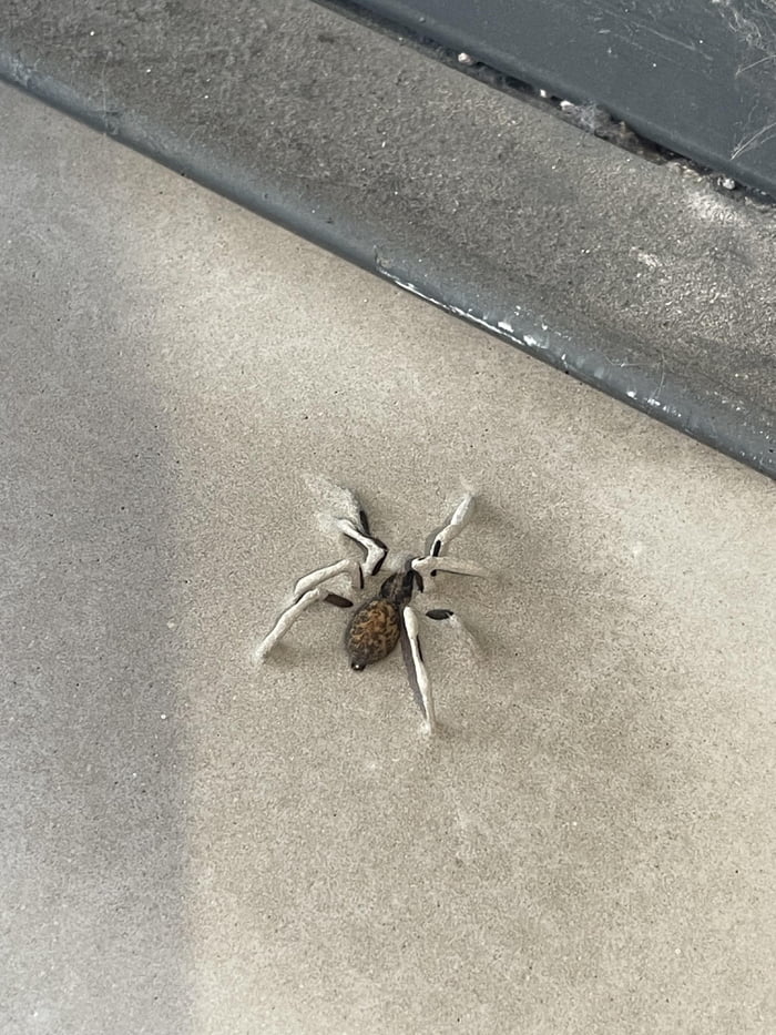 Found this spider trapped in concrete