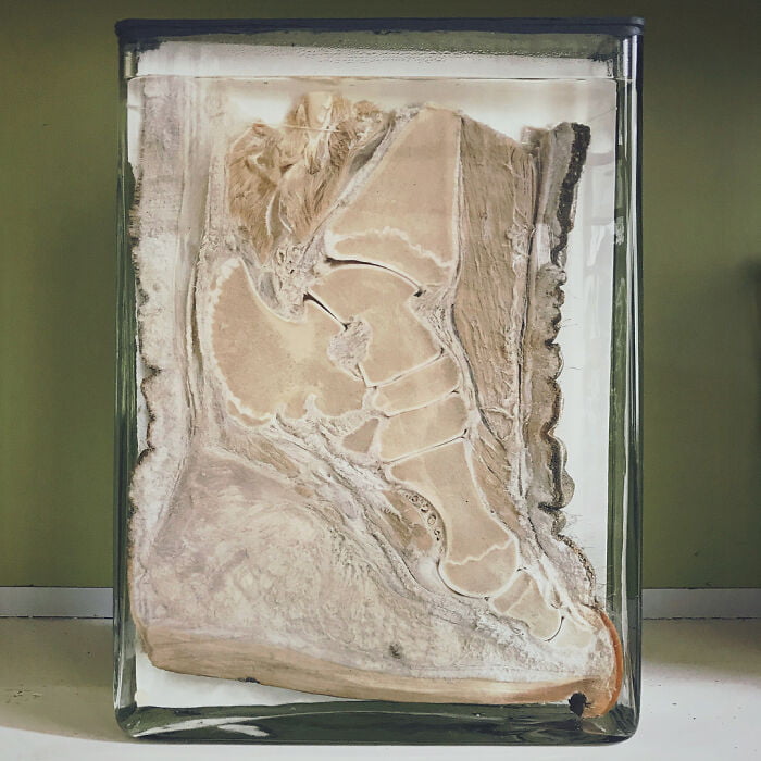 The inside of an Elephant's Foot