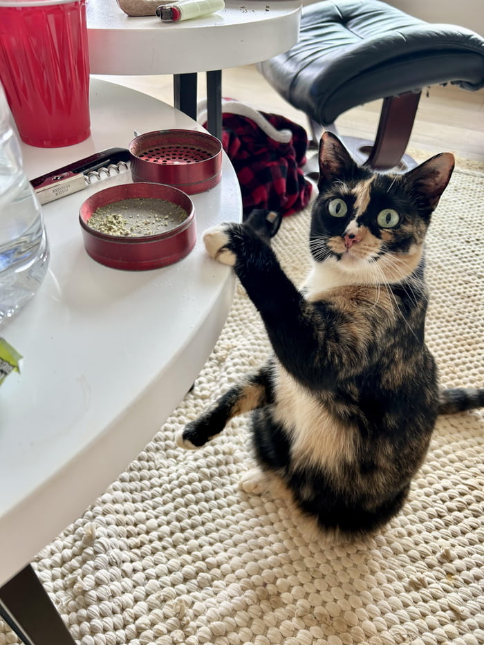 Ms. Shits next to the litter box has the nerve to judge