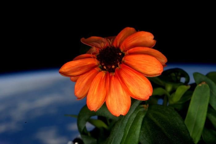 Earth behind a flower grown on the International Space Stati
