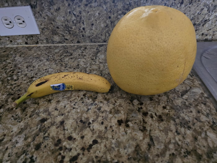 Picked this lemon from my tree today. Banana for scale.