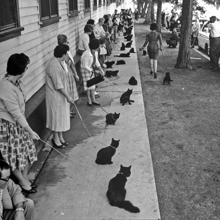 Black cats auditioning for a movie Image