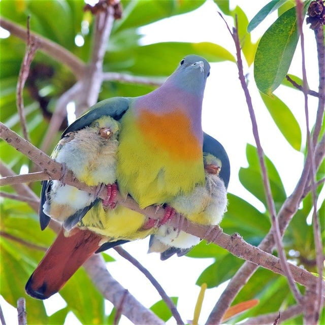 Awwwww a mother pigeon protecting her chicks under her wings Image