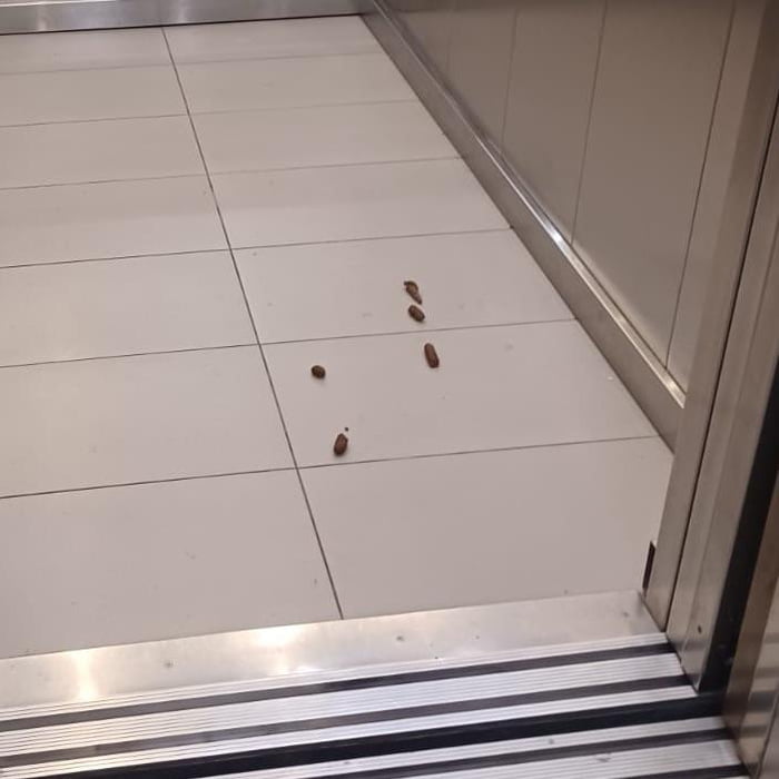 Neighbours let their dog shat in the elevator … again. Image