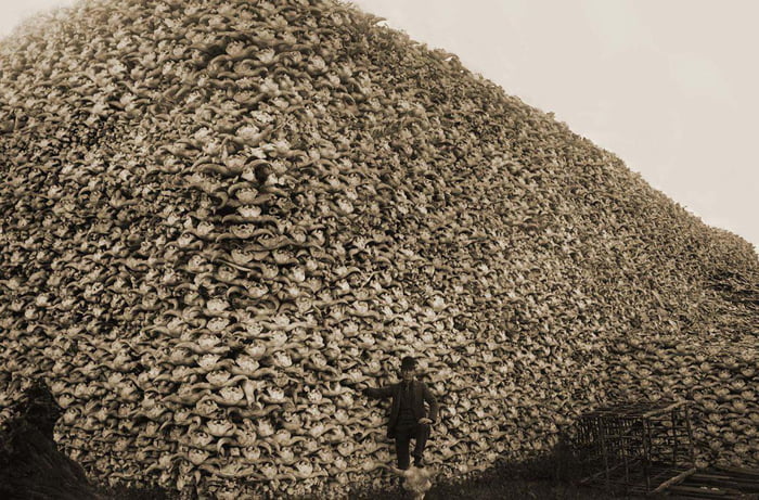 The bison extermination 19th century America Image