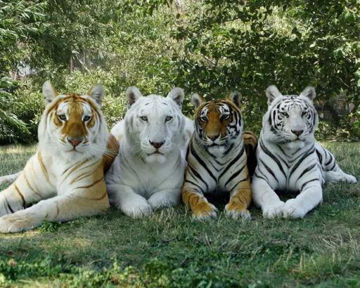 4 types of tigers in the same photo: Golden Tiger, Snow Whit
