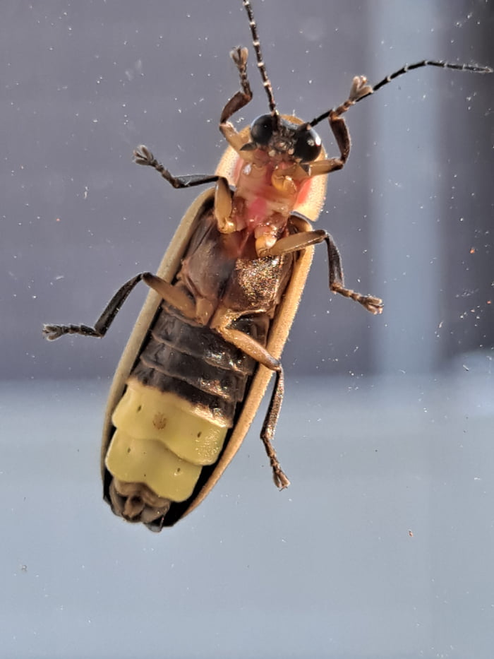 Underside of a firefly. Image