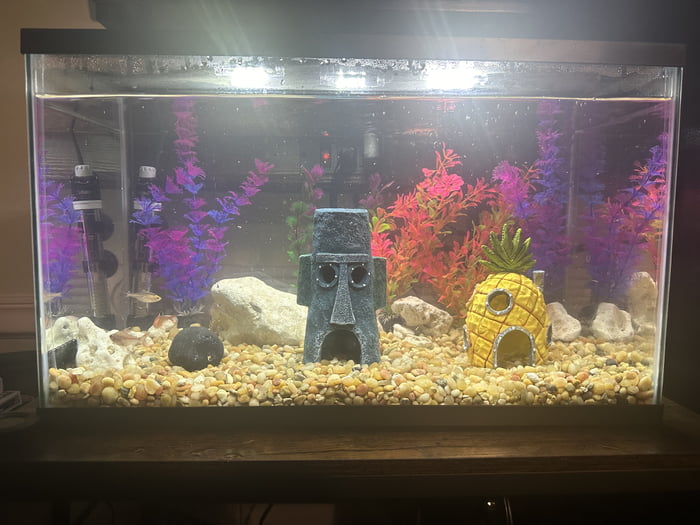 My Spongebob aquarium
