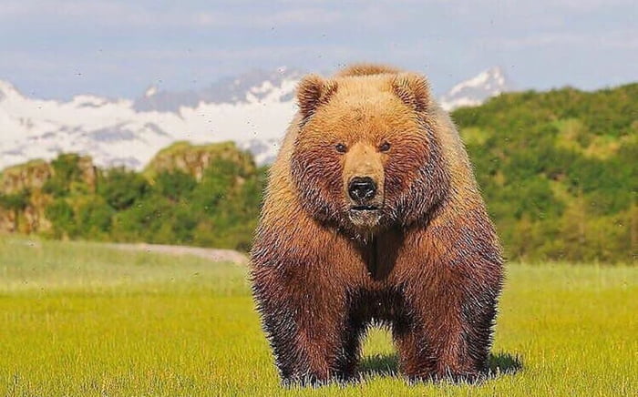 Brown Bears is a whole unit Image