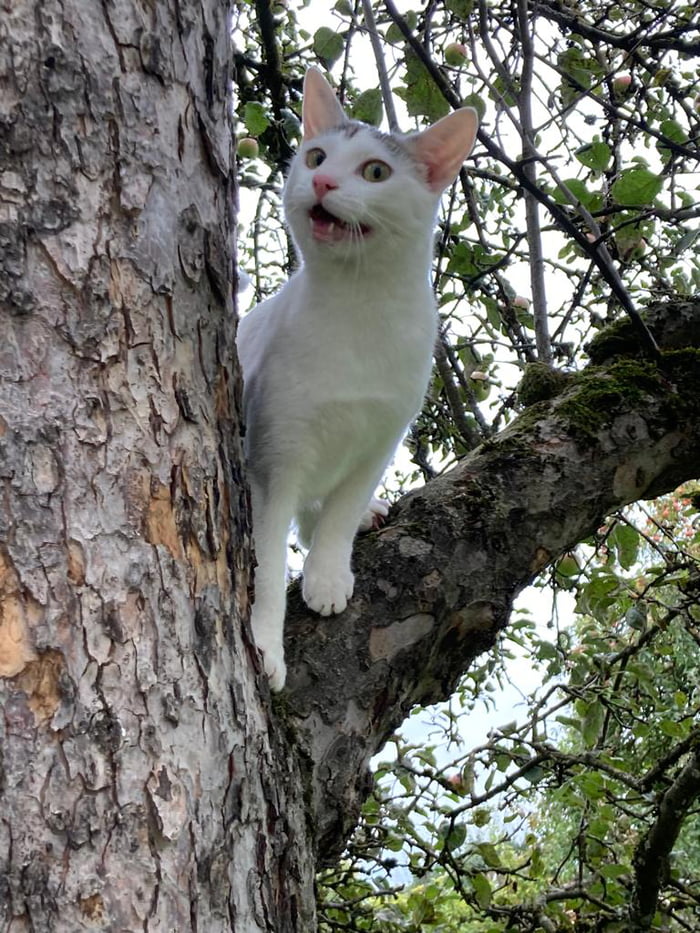 Since we are sharing our cats, this is my little Snowball Image