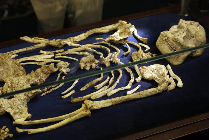 World's oldest human skeleton is in fact 3.6 million+ years 