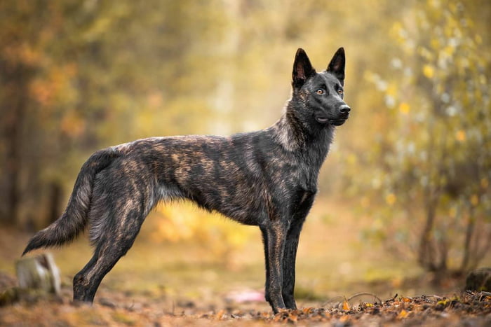 A Dutch Shepherd