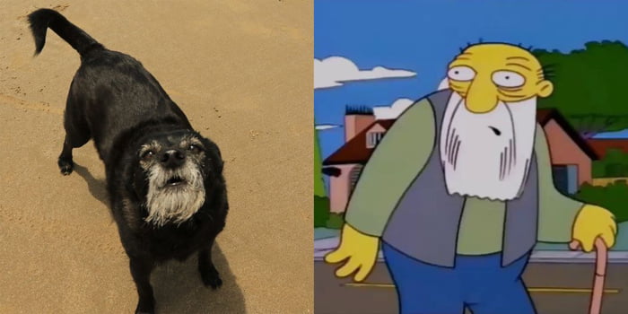 My dog Nigel and the old man from the Simpsons, I've never s