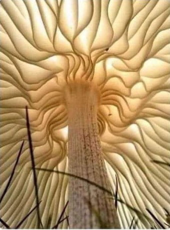 Under a mushroom cap. Thought everyone would enjoy this. Image
