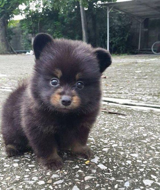 Found this cute pupper. Name suggestion are welcome Image