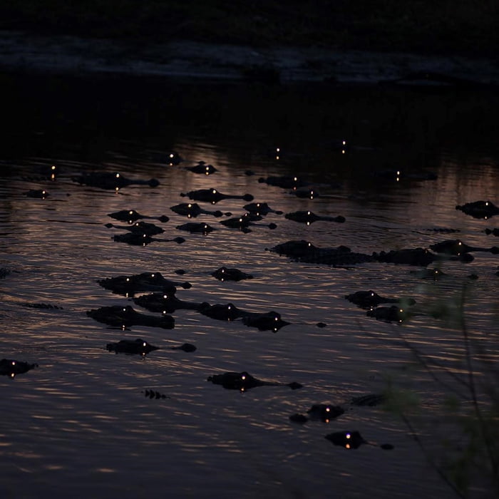 Gators in the swamp at night