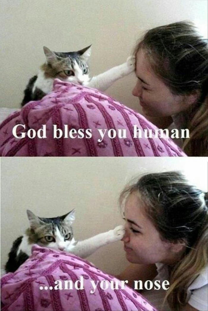 Cat bless you too