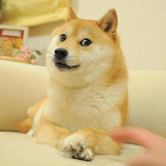 Kabosu, the dog from the Doge meme, has died. Image