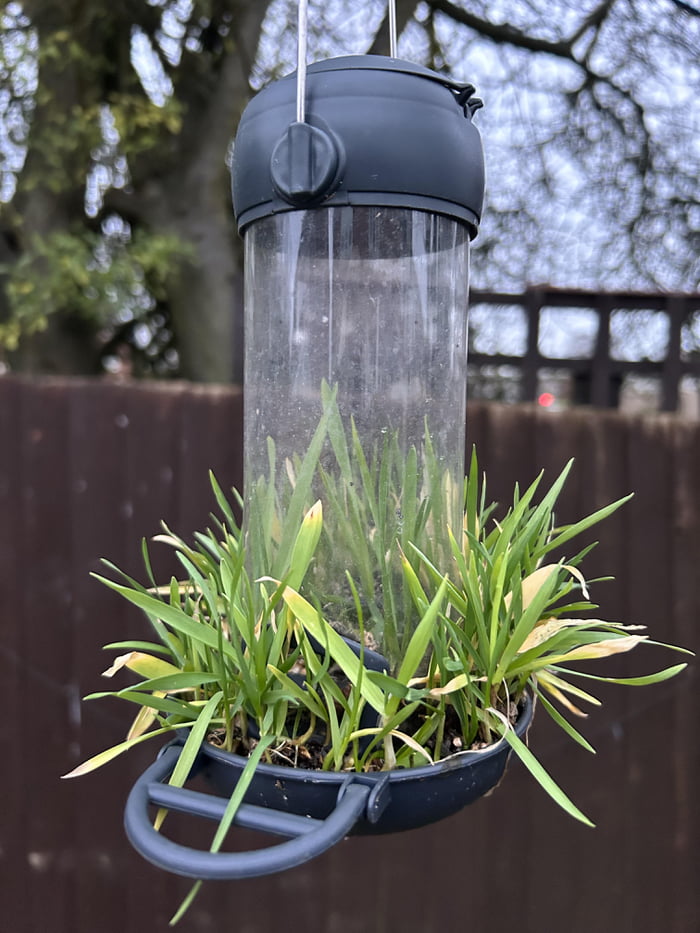 Birds didn’t eat all the seeds in the feeder and now plant