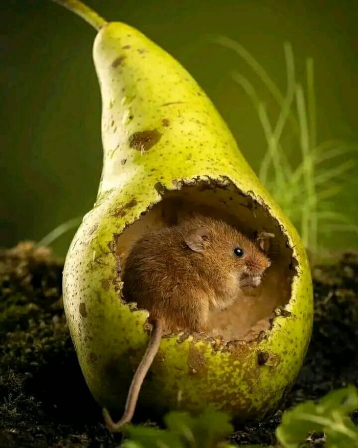 Mouse eating a pear. A place to call home 🍐🐭