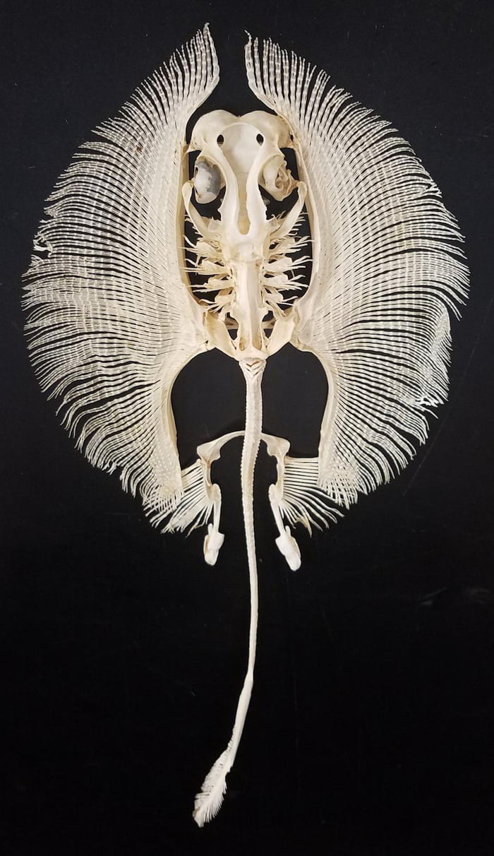 The skeleton of a Stingray.