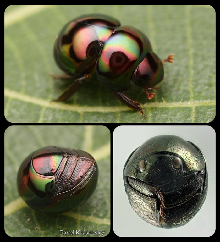 Pill Scarab Beetles: these beetles are covered in unique pla Image