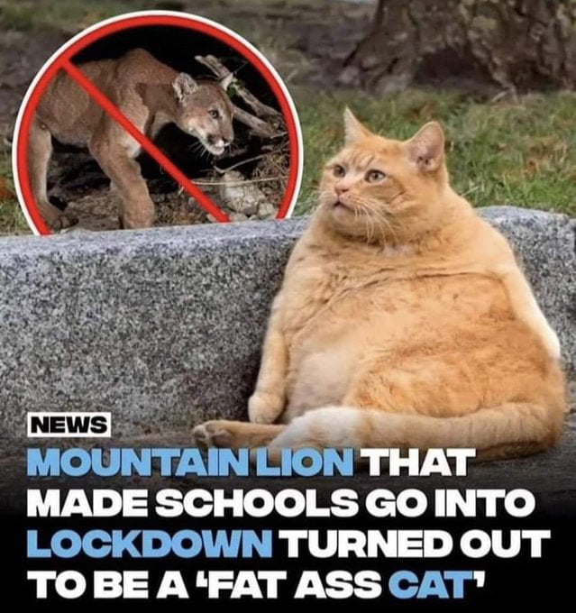 Fat ass cat Image