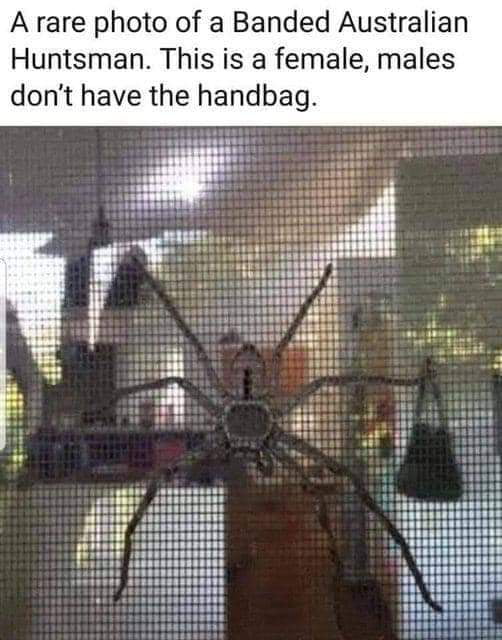 They keep thier prey in the bag Image