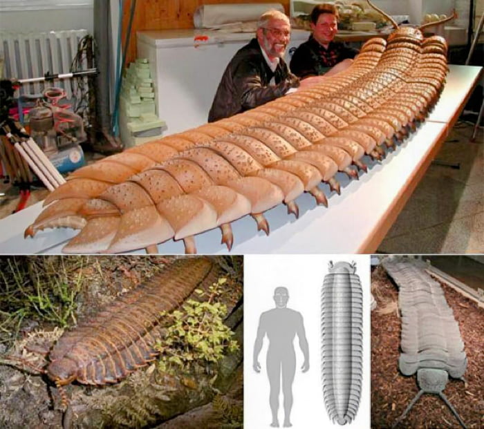 Arthropleura lived in North America and Europe around 315 to