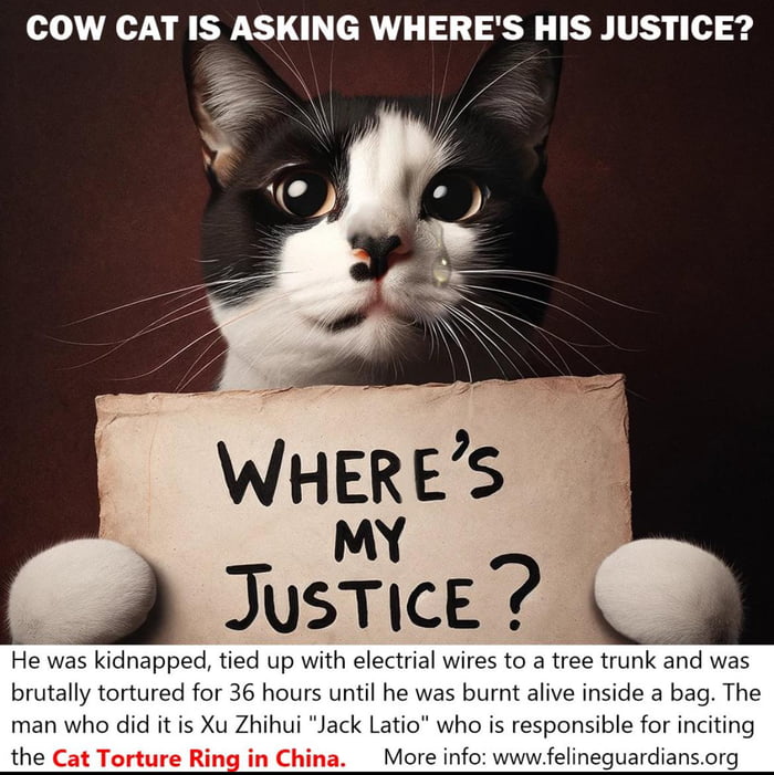 Cow cat justice